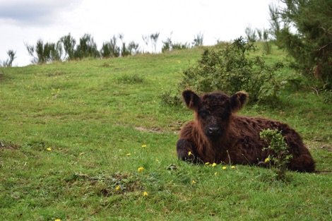 Galloway cattle Djursland Peninsula